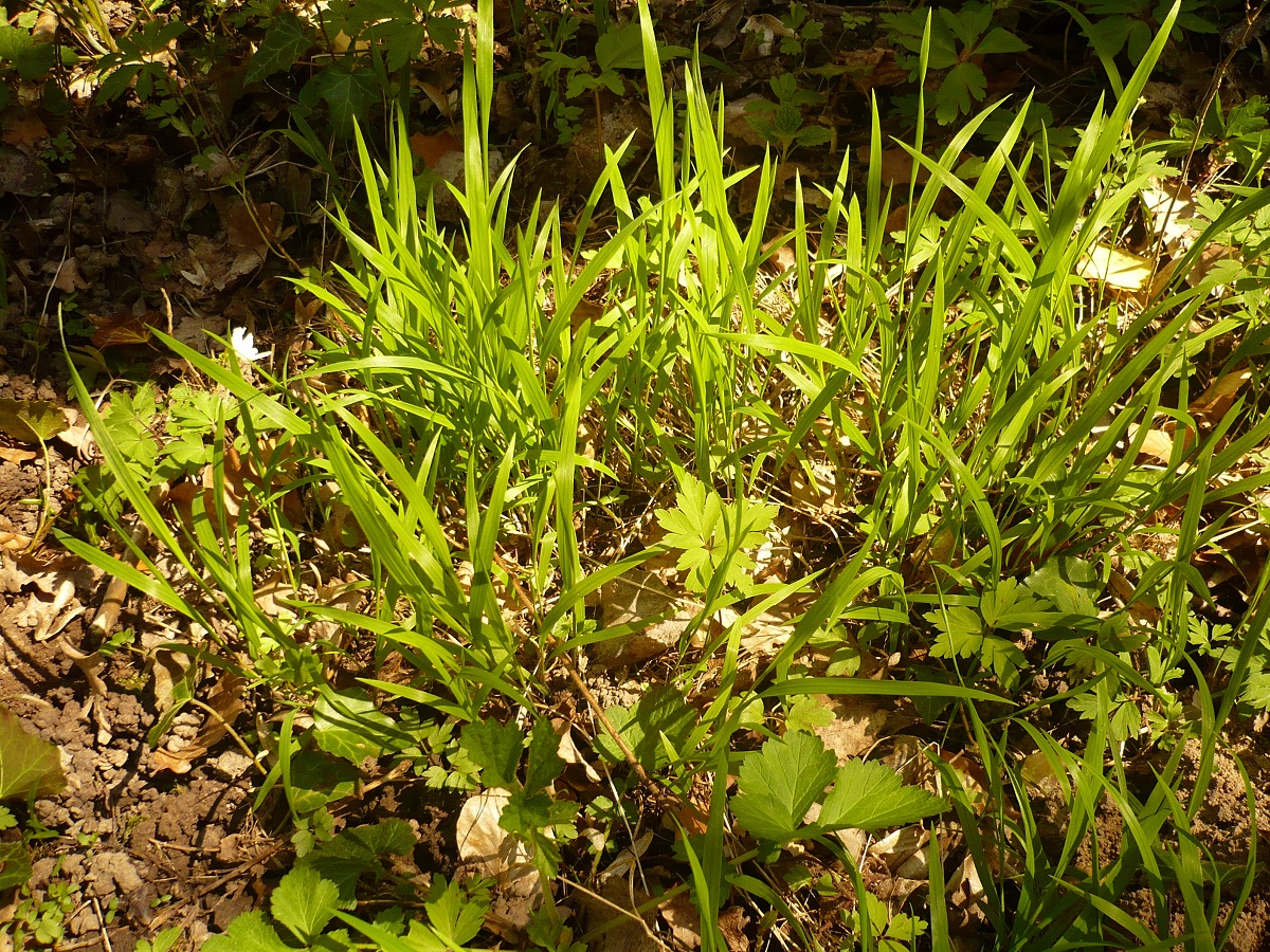 Melica uniflora (Poaceae)